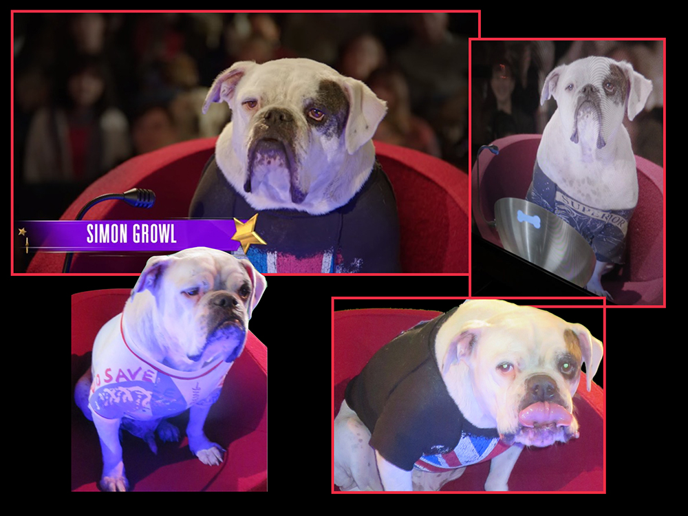 pupstar10.jpg