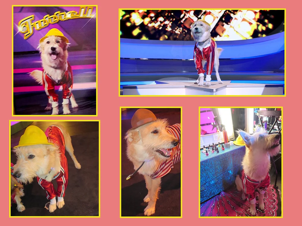 pupstar17.jpg