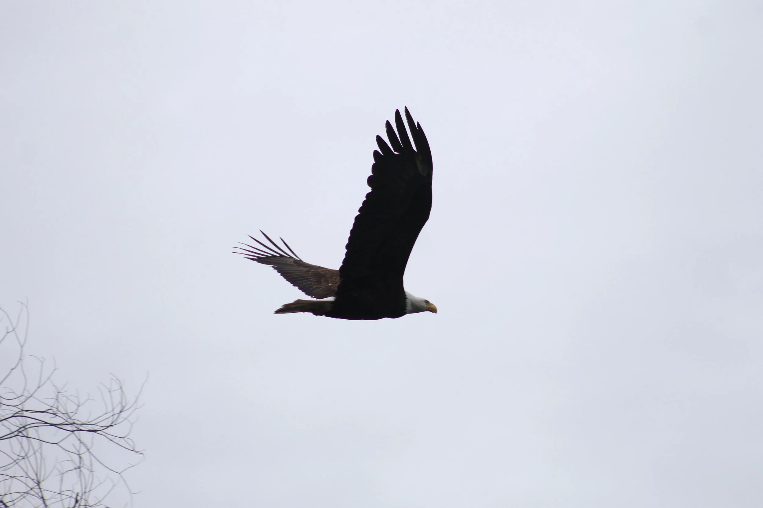 IMG_9762.jpg