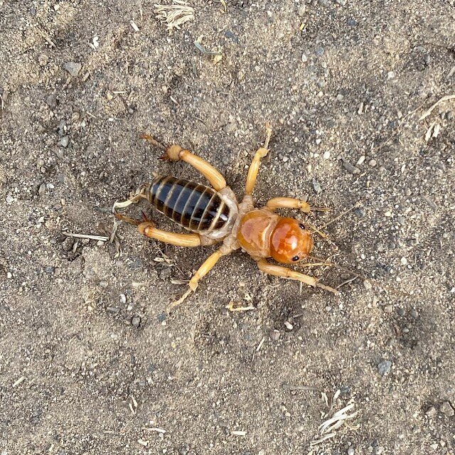 Anyone have an idea what this little creature is?  We&rsquo;ve never seen one in the area until now, and it&rsquo;s about an inch long. To put you at ease, this little guy/gal was spotted near CB, NOT in CB😉#crescentbar