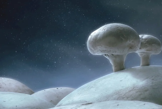 Joe Hospodarec portfolio from keynote.014.jpeg