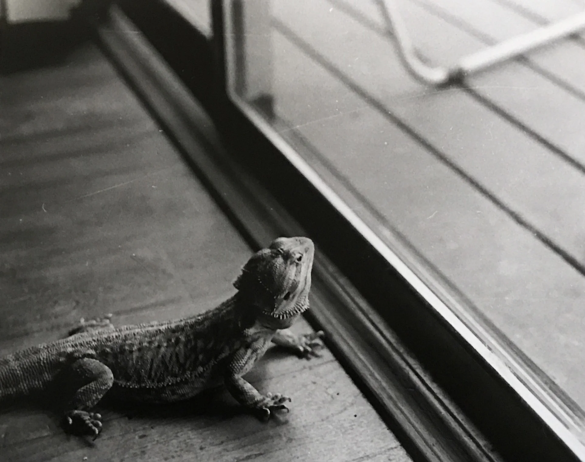 Is The Grass Greener? 