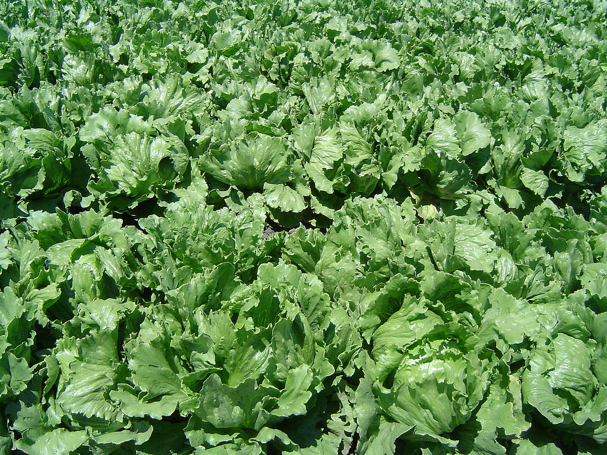 1200px-Iceberg_lettuce_in_SB.jpg