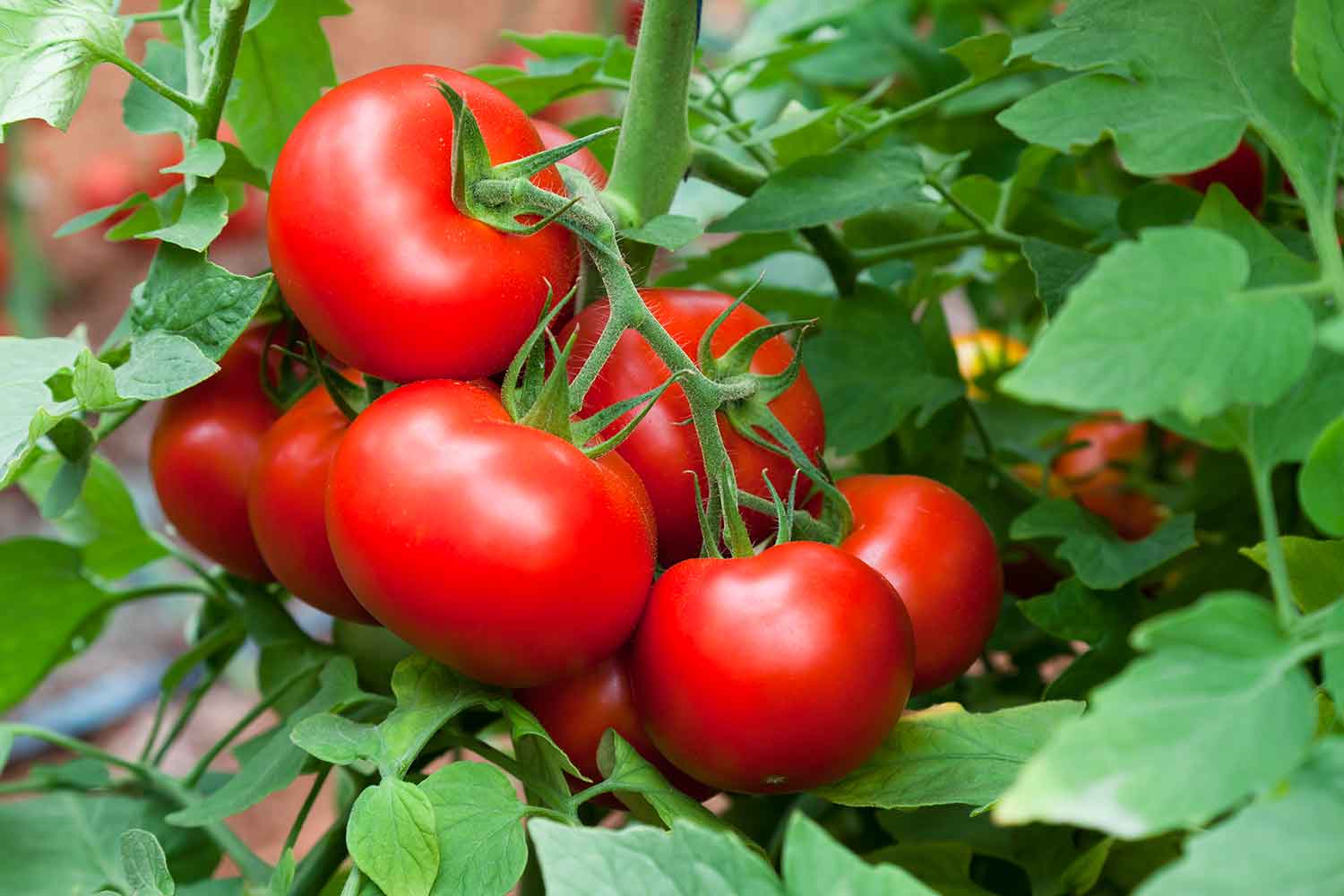170920-growing-tomatoes.jpg