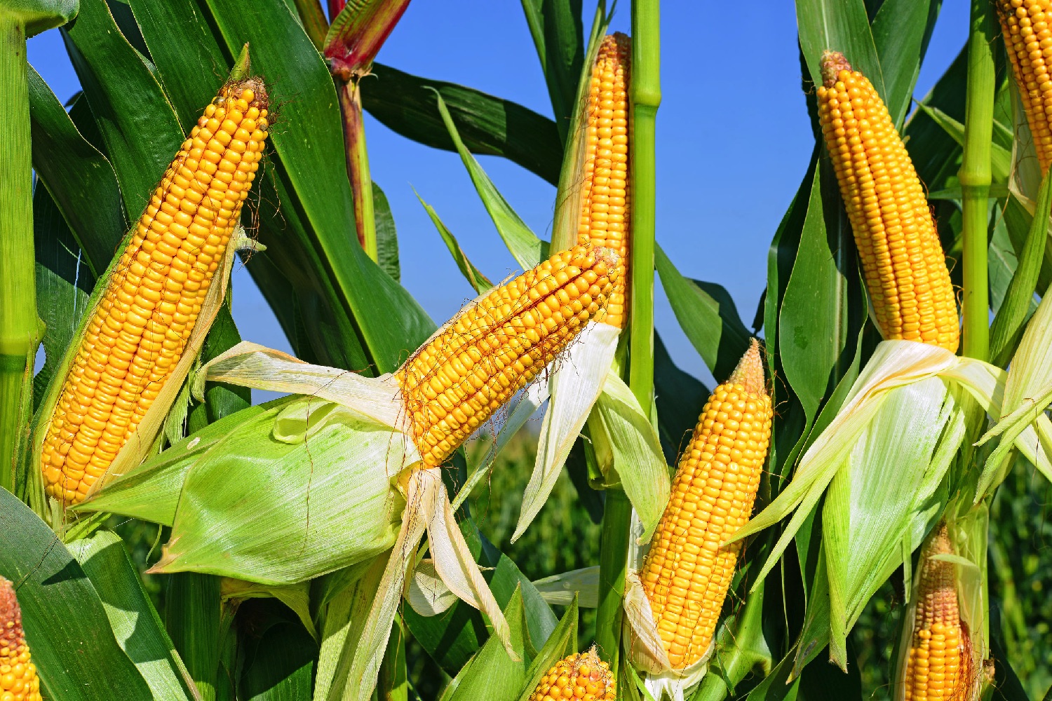 corn3001-1.jpg
