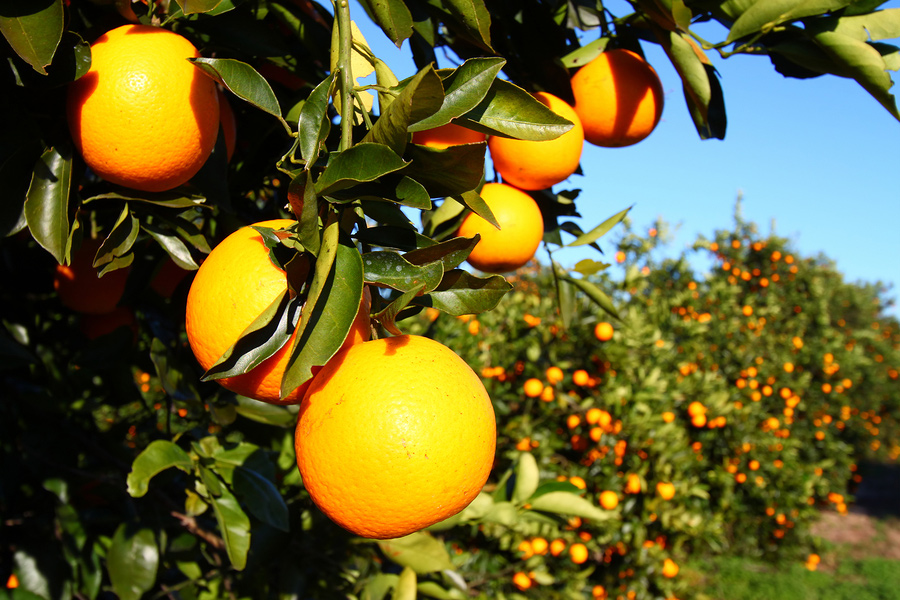 Florida-Oranges-18566918.jpg