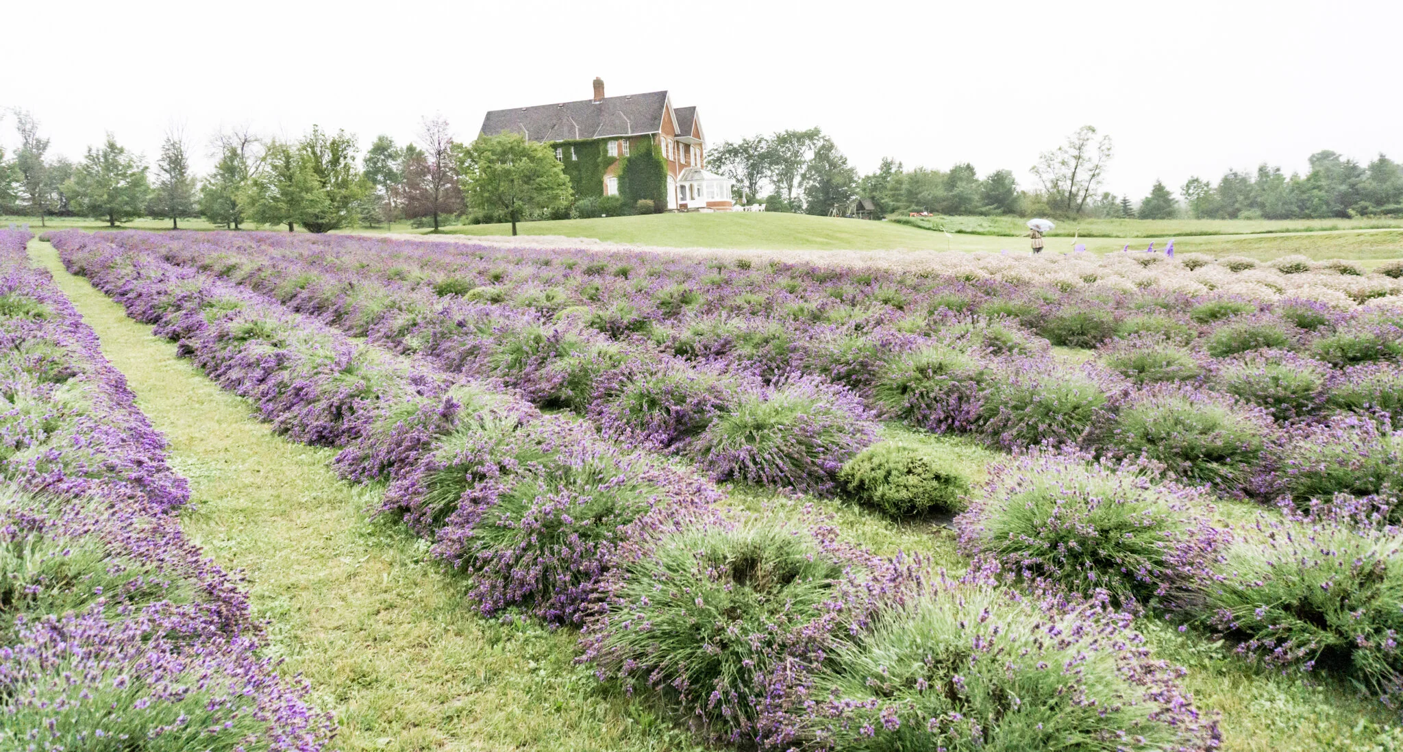 Purple Ranch Magical Day at Purple Hill Lavender Farm β Martina Daskalova