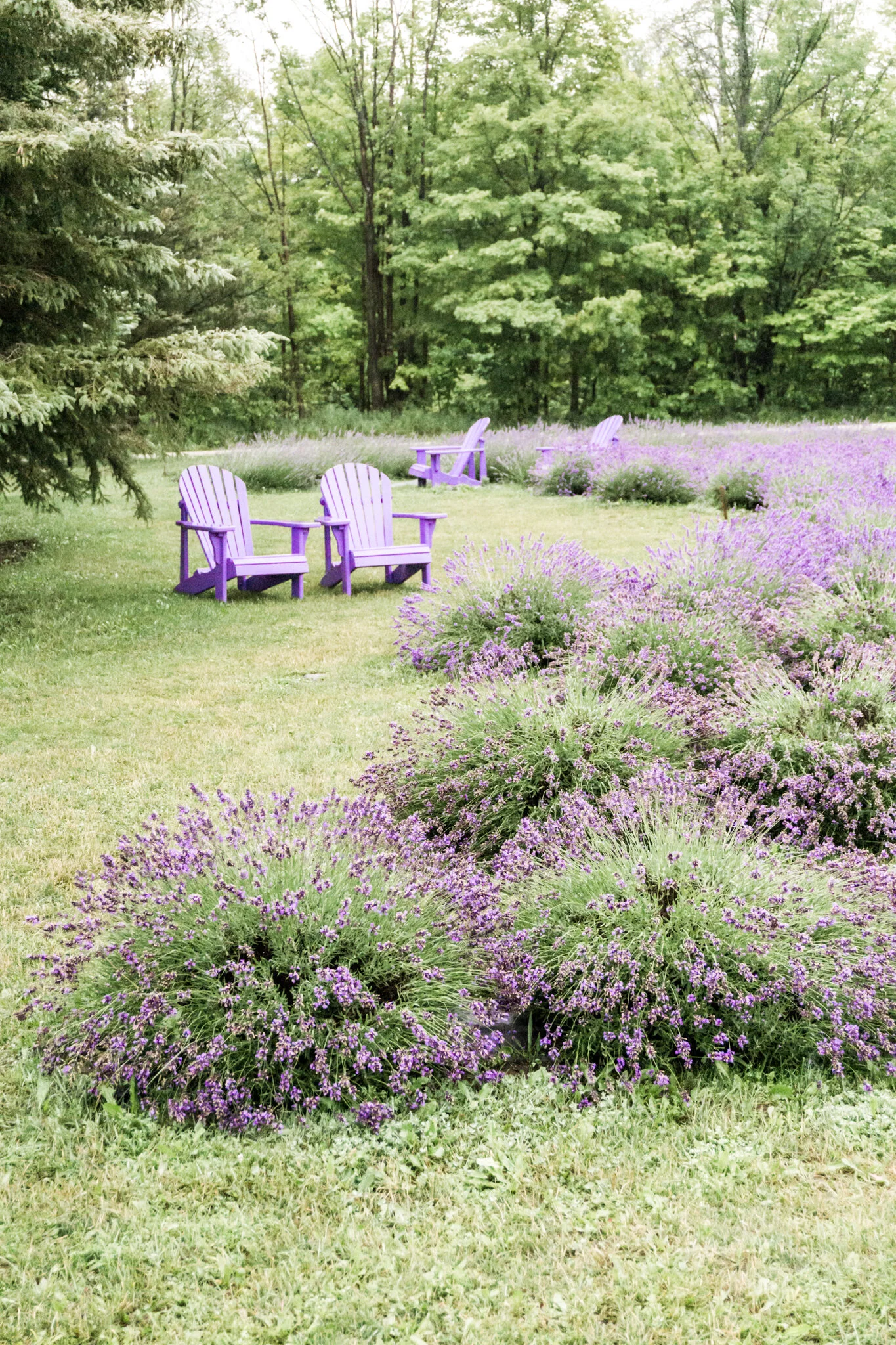 Purple Ranch Magical Day at Purple Hill Lavender Farm β Martina Daskalova