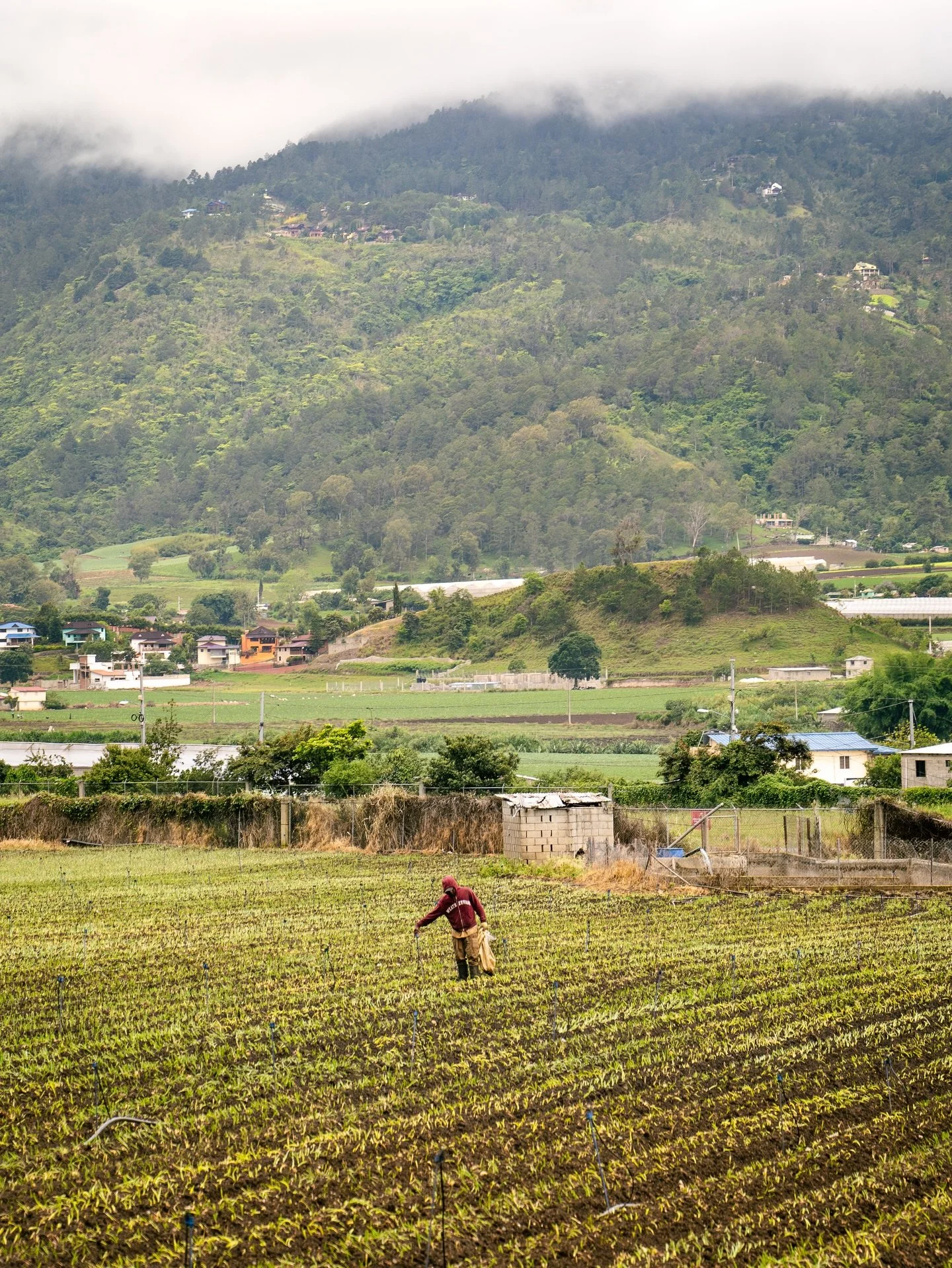 Constanza ⛰️. Real life in the Cordillera Central Mountain Range - 1200 meters above sea level 🌲

Considered to be the coldest inhabited town in the Caribbean, where temperatures can bring occasional frost and climates completely opposite from the b