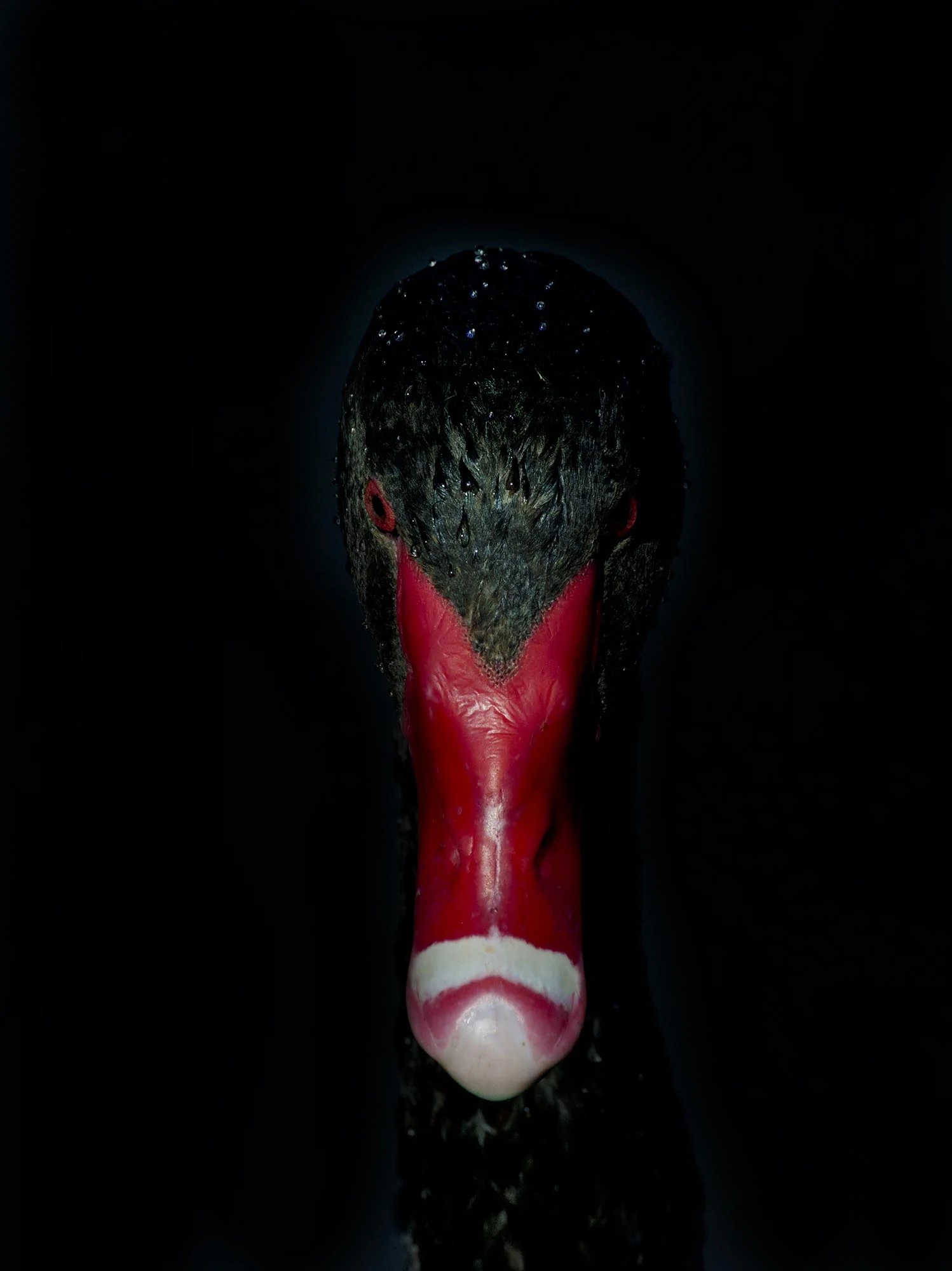 Red Beak 1