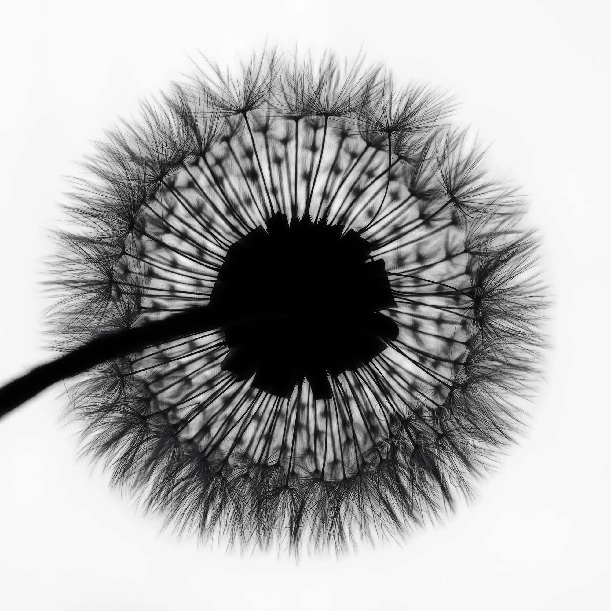 Dandelion #1