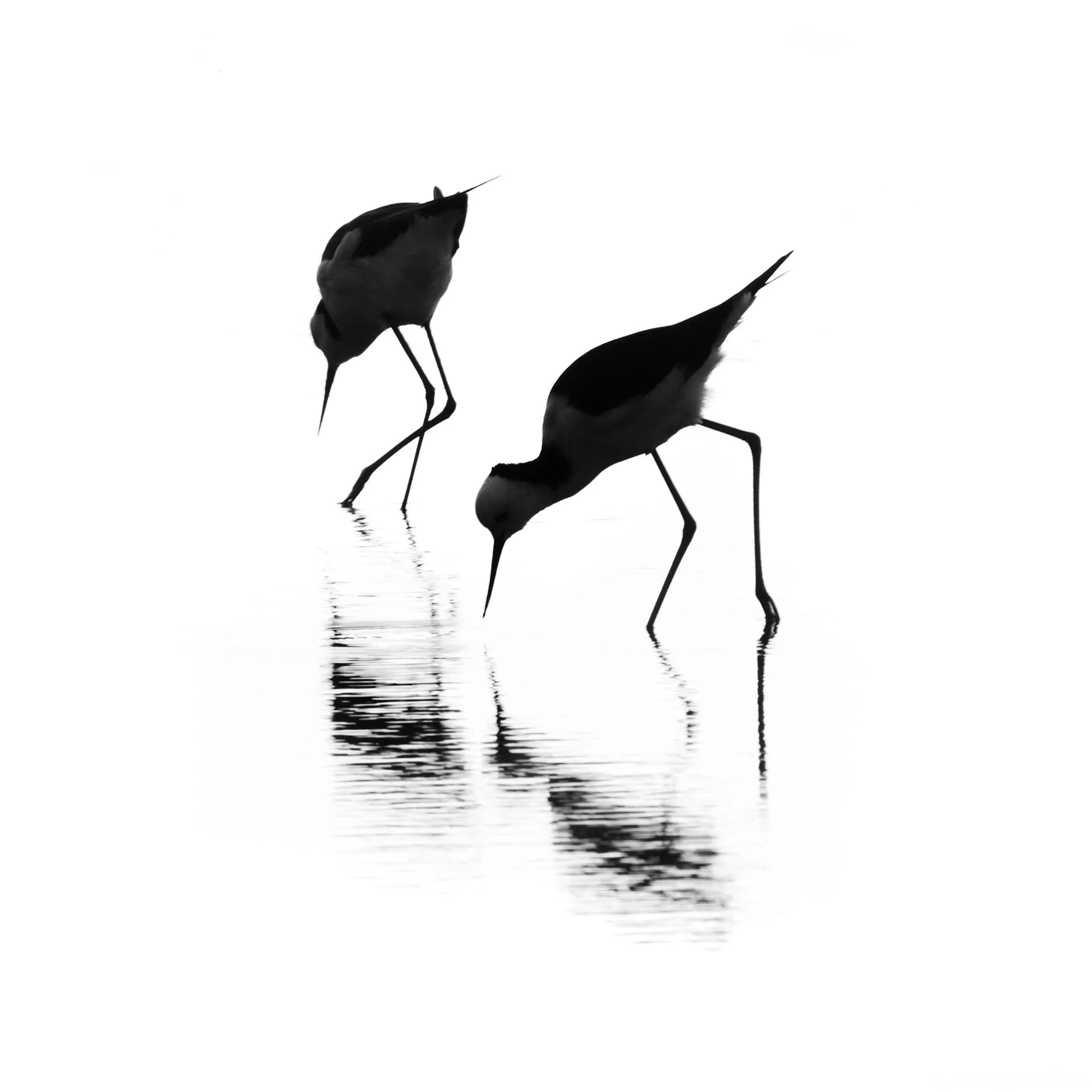 Ross Spirou_banded stilts.jpg