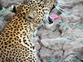 bored-leopard.png