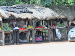 Mfuwe-2.png