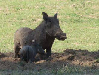 Warthogs.png