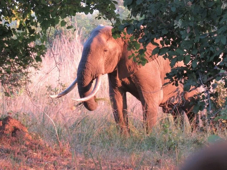Wild Elephant Sighting with Full Tusks