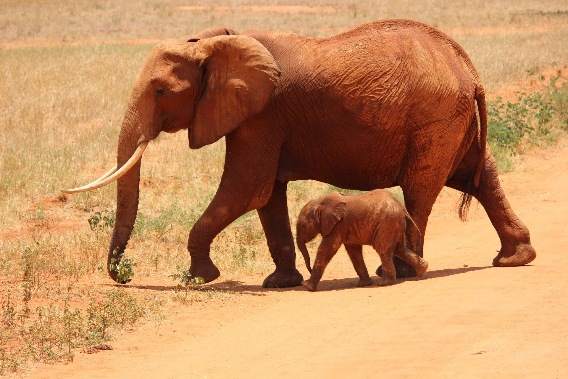 Botswana Considers Lifting Elephant Hunting Ban
