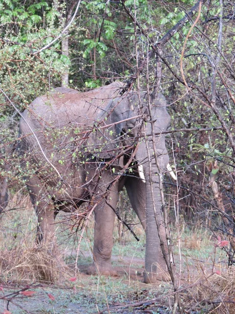 My First Safari Trip, Day 1: Elephant Country