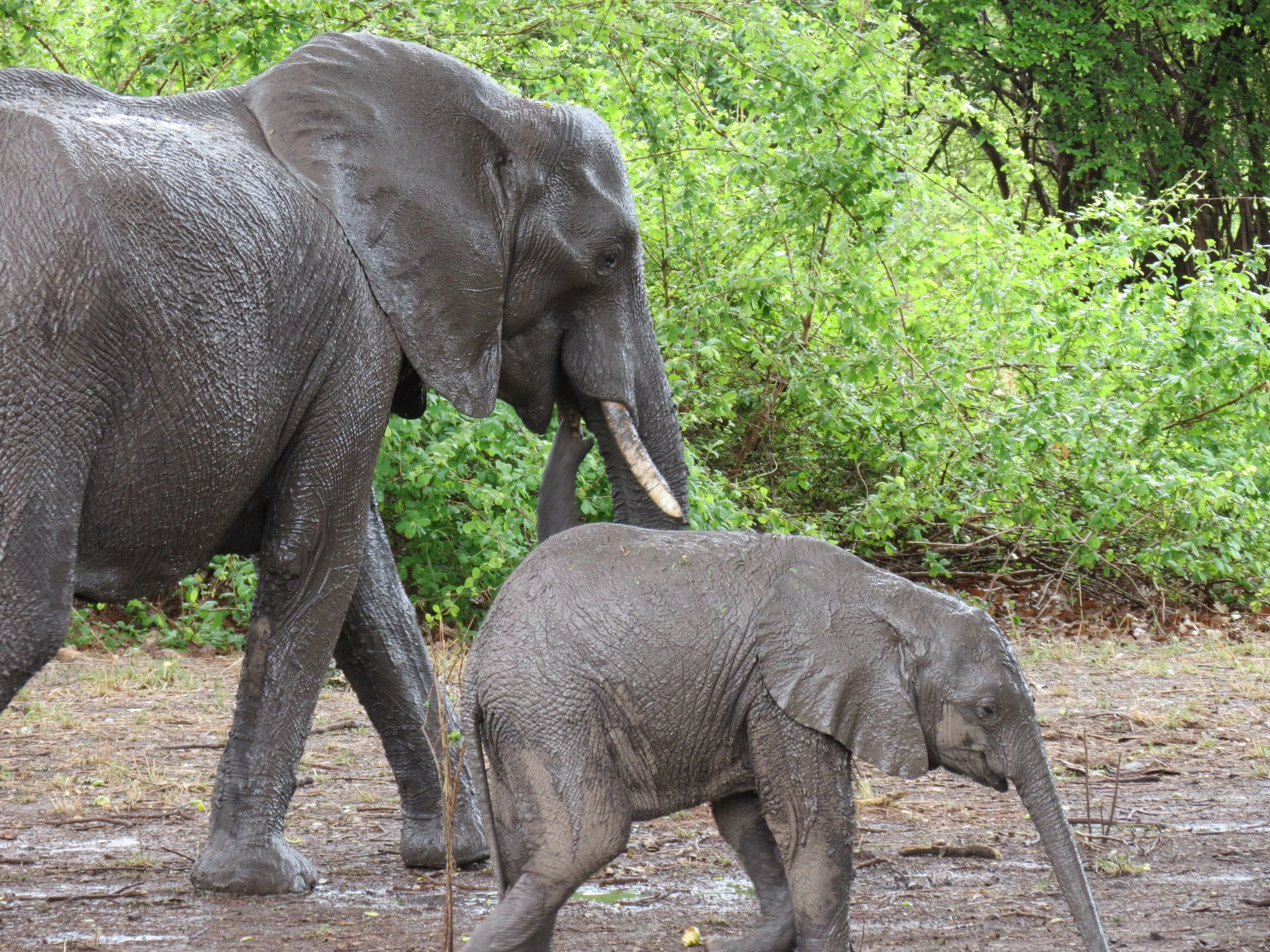 My First Safari Trip, Day 3: Mom And Her Baby