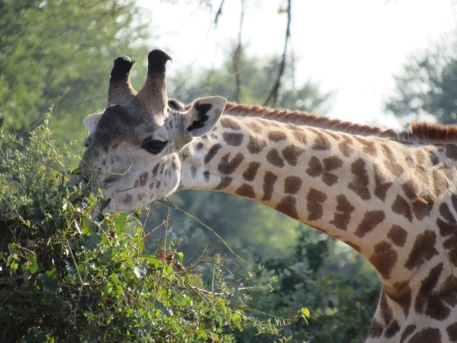 A Lady Giraffe