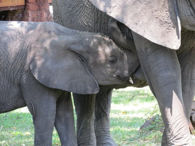 U.S. Reverses Wildlife Trophy Ban