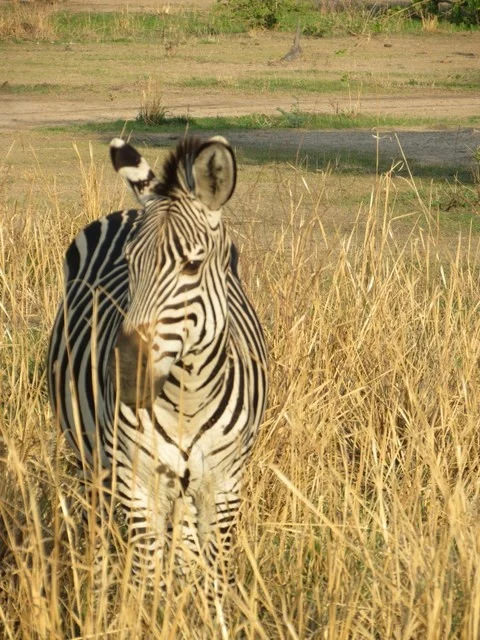 Why Do Zebras Have Stripes?