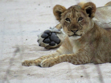 Lion Dad Watches His Cub
