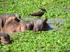 We Never Get Tired Of Hippos