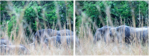 More A Parade Of Elephants