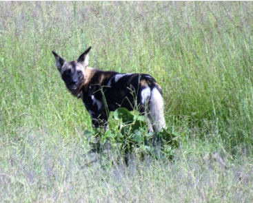 The Wild Carnivores of Zambia