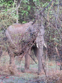 How To Hide An Elephant