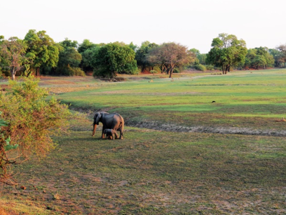ELEPHANTS: A NATURAL SIGHT