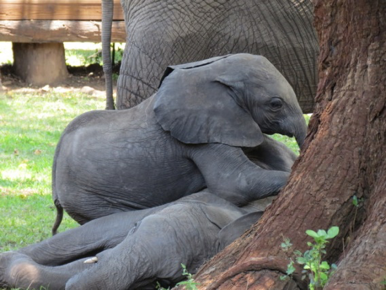 ELEPHANT EXTINCTION