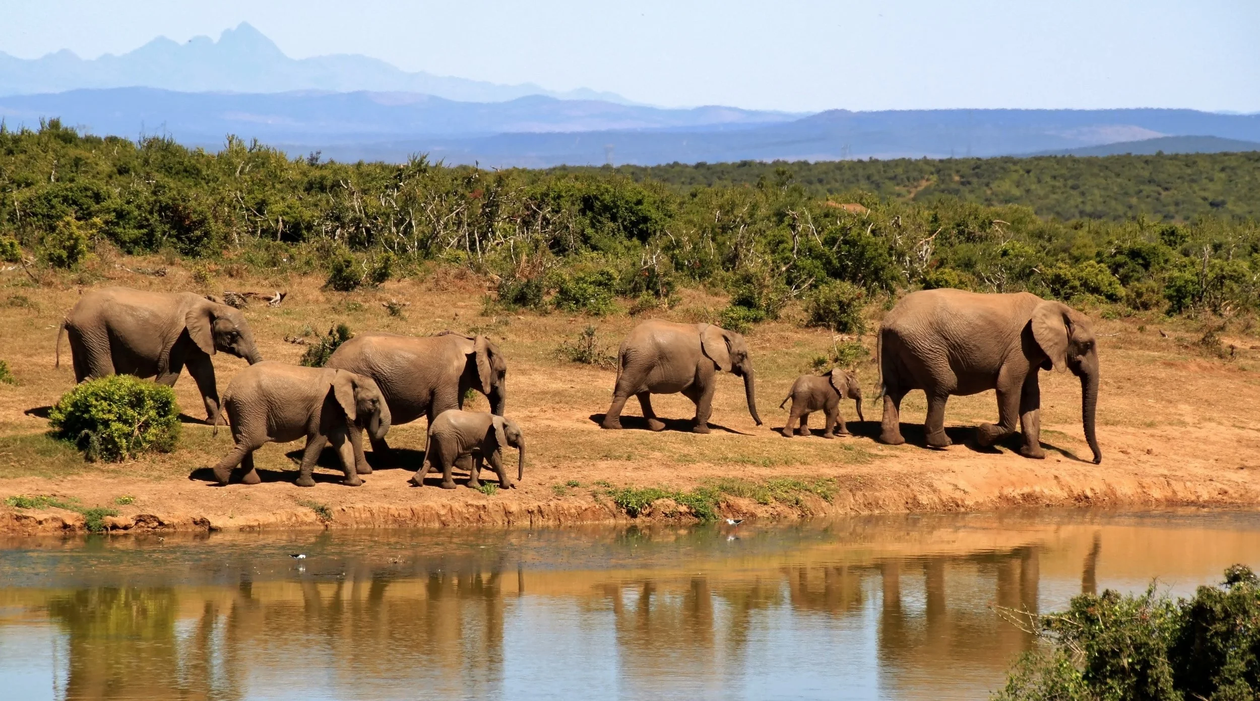 Poachers Kill 90 Elephants in Botswana 