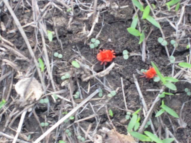 Red Velvet Lice