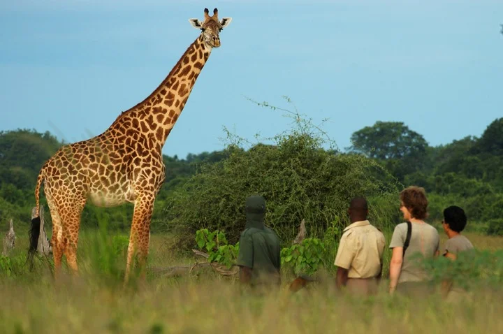 WHY WE NEED ARMED SAFARI SCOUTS 