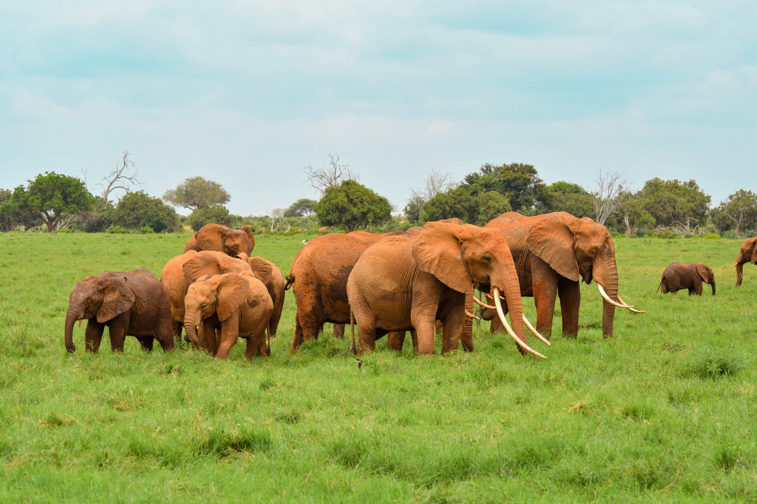 News About Elephant Poaching And Ivory