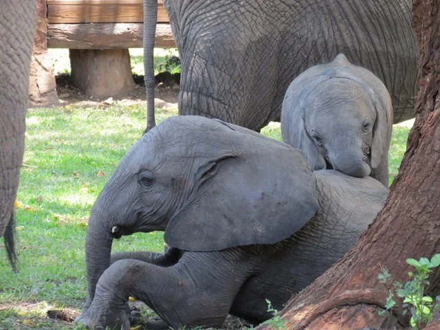 Elephant Family Seperation in Zimbabwe