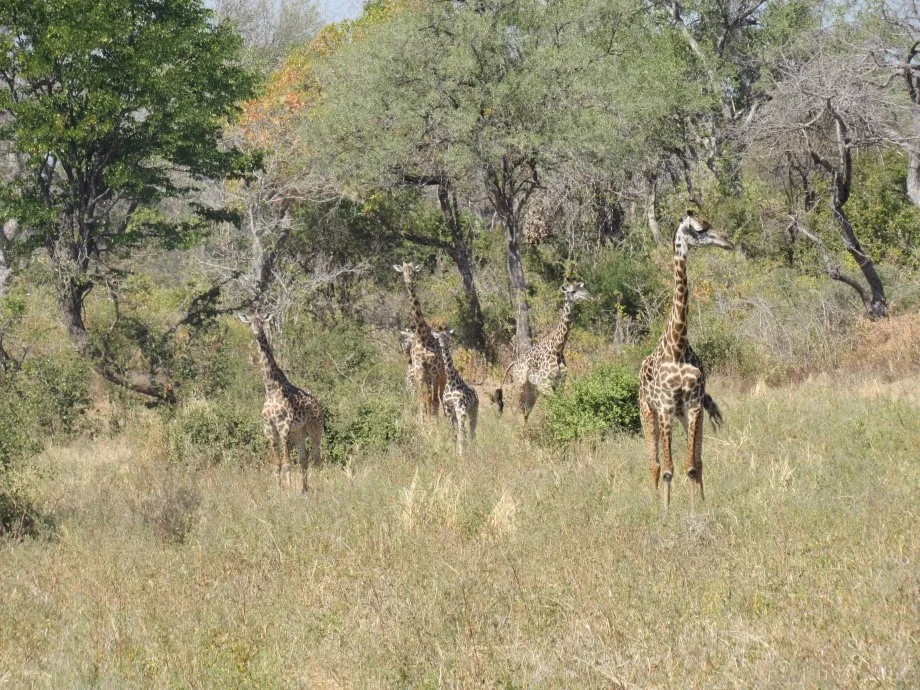 Getting To Know The Zambian Bush