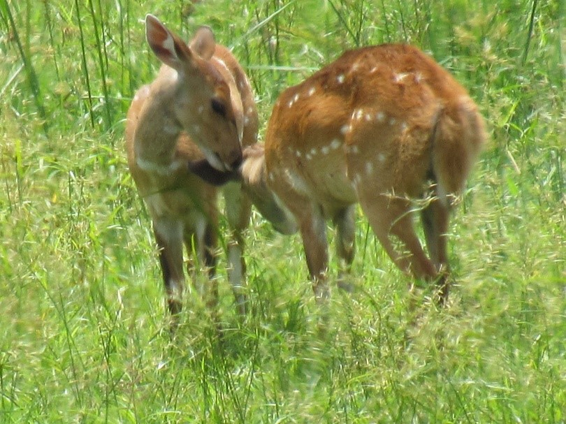 The Cute and Unusual Animals of South Luangwa National Park