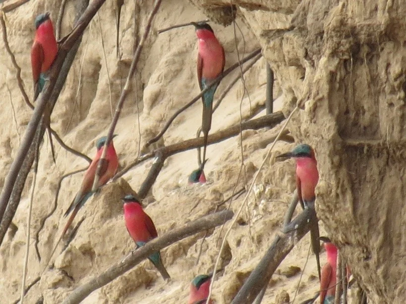 The Birdlife on an African Safari