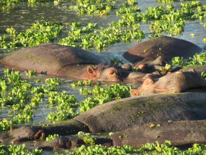 The Africa Of My Dreams