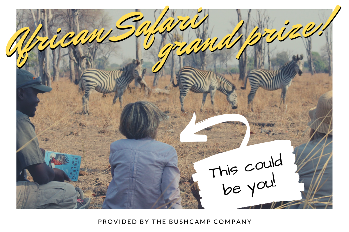 Have You Ever Dreamed Of Going On Safari?