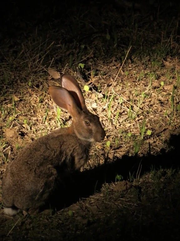 Viewing Game At Night