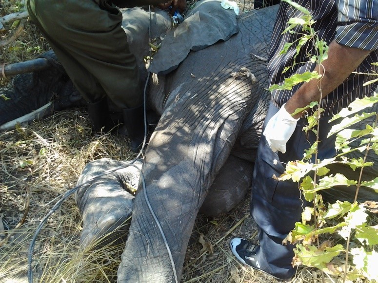 The Grim Business of Elephant Poaching