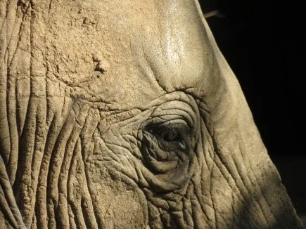 elephant.jpg