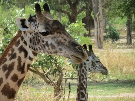 Our First Sighting Of Giraffes