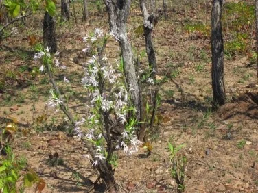 Elephants And Mopane Trees