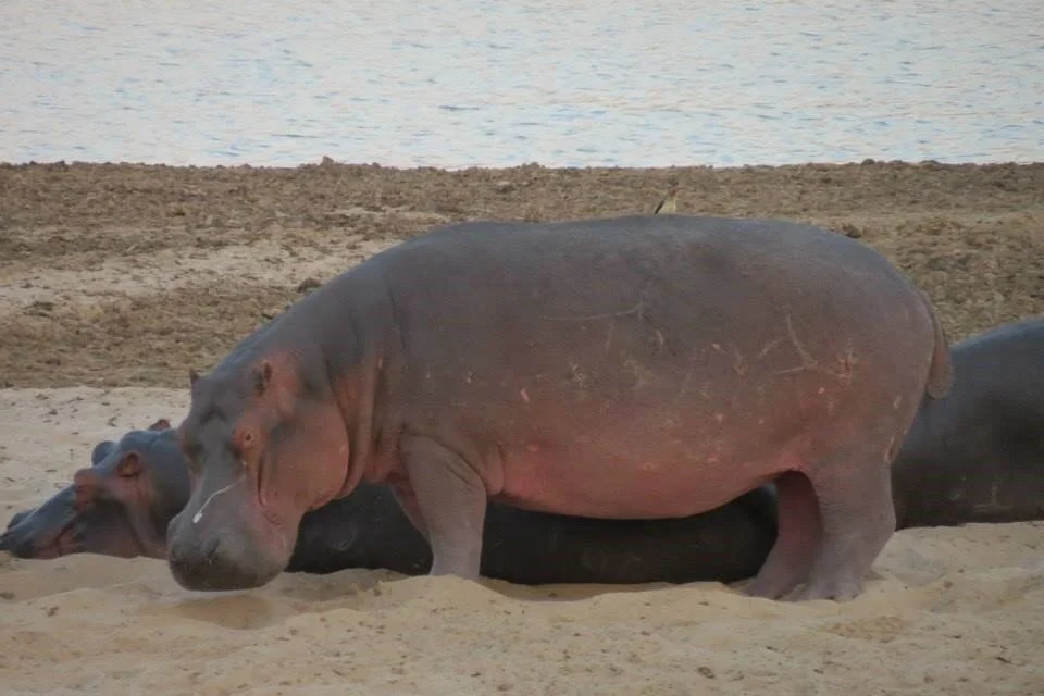 The Hippo in the Well