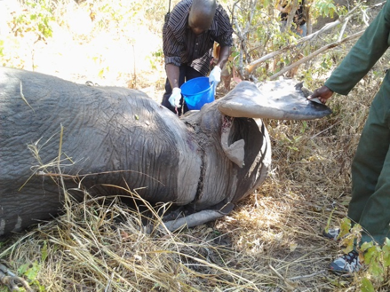 Conservation Rescues Snared Bull Elephant